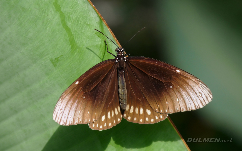 Crow Butterfly (Euploea sp.)